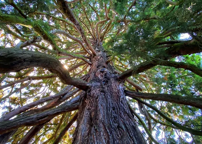 アパート Natalies Hideaway トゥーン